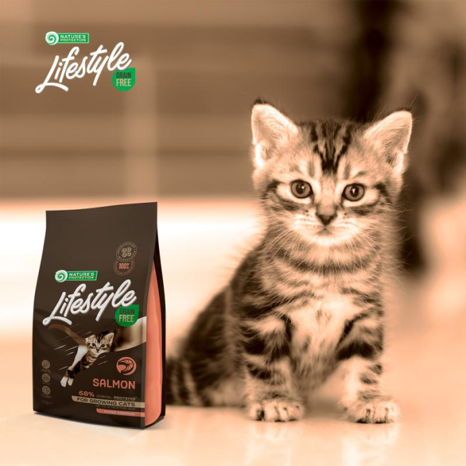 dry grain free food for kittens with salmon